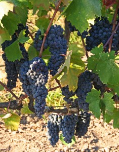 Wine grapes in Lodi, California