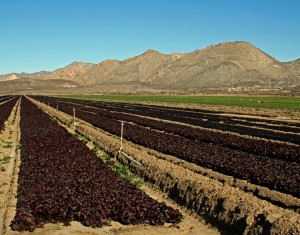 Field of baby lettuce