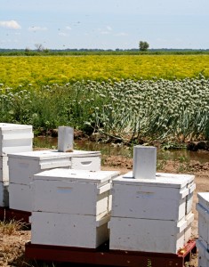 Photo of bee boxes in Colusa County