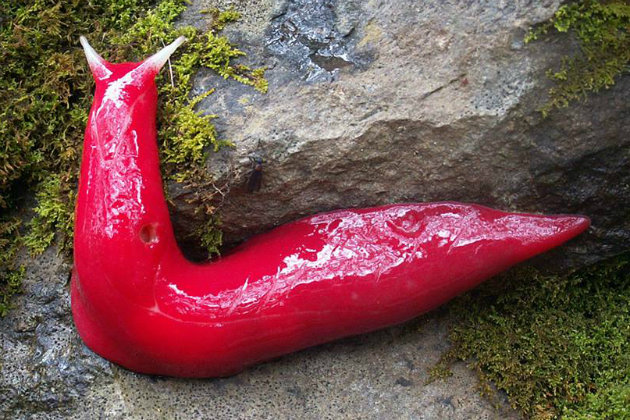giant-pink-slug