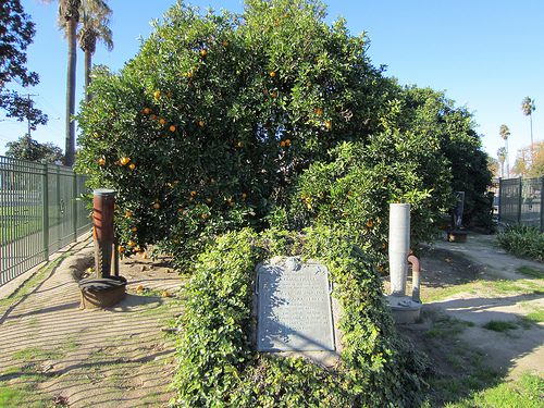 Tibbets orange tree