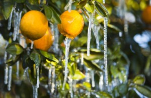 gall.frozen.citrus