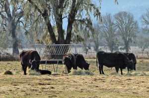 Drought cows