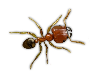 Big Headed Ant