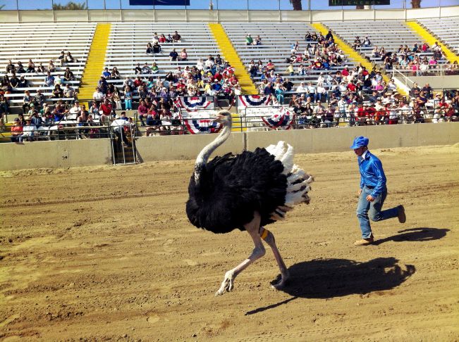 A man chasing an ostrich on a track