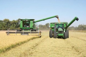 RICE HARVEST 1