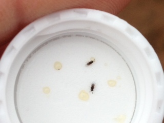 Tiny, stingerless wasps intended for release in Riverside. 