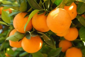 oranges