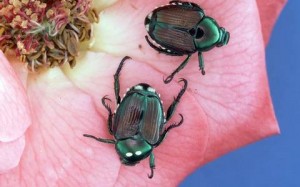 japanese beetles