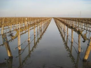 Farms are encouraged to accept flood flows from farms to help recharge groundwater. 