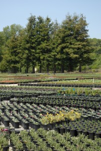 Nursery plants