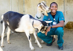 Munashe Chigerwe with goats