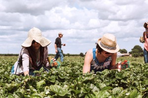 Students harvesting crops