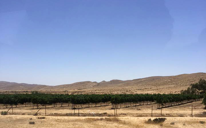An experimental vineyard in the Negev Desert