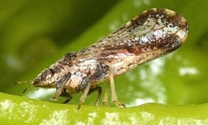 Photo of an Asian Citrus Psyllid