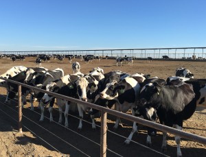 A herd of cows in a field