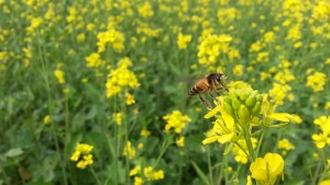 Mustard flowers with bee