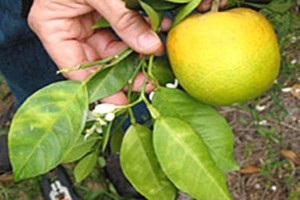 citrus damage