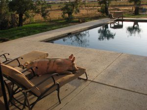 A pig lounging by the pool