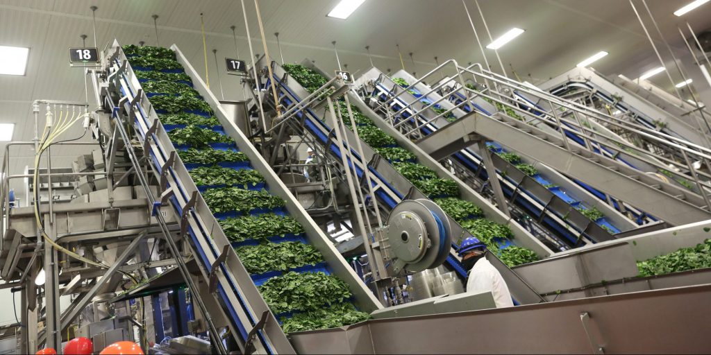 Taylor Farms uses a conveyor system to package lettuce more quickly. Image courtesy of Taylor Farms.