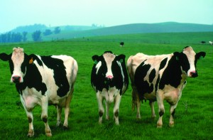 Three cows in a field