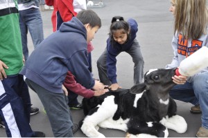 Children bottle-feeding a baby cow