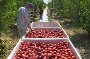 Farmer inspecting tomato harvest