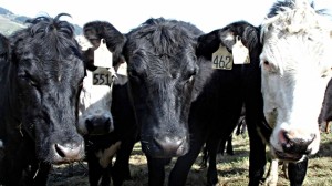 Three handsome cows