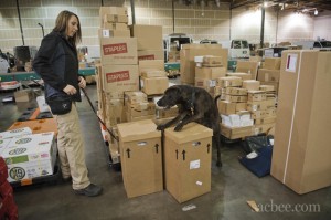 A dog inspecting boxes