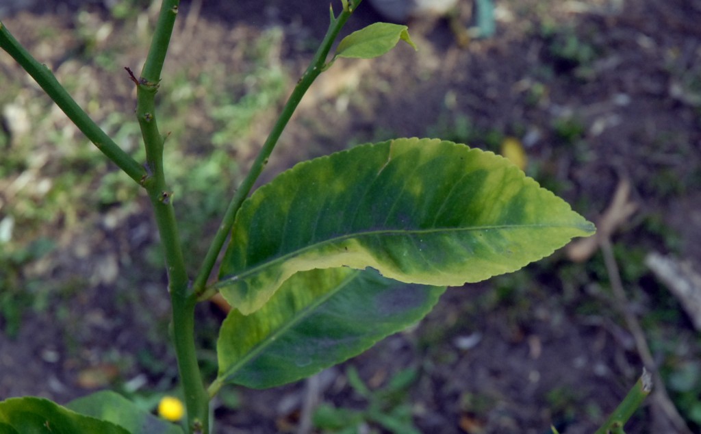 HLBInfected Citrus Tree Removed from Hacienda Heights Yard CDFA's