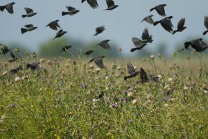 Flock of birds