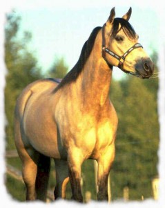 Golden horse