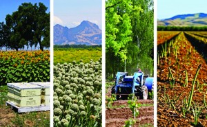 Photo montage of fields