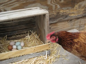 A hen checks on her eggs