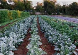 Lettuce growing in a field