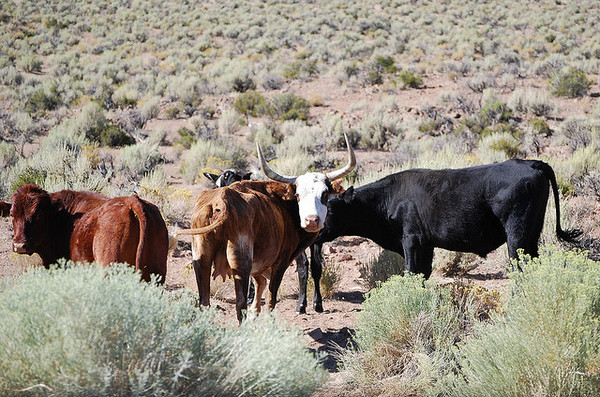 Grazing cattle 