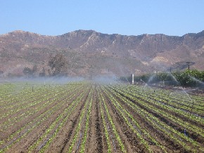 A field being watered