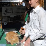 4-H and FFA members showed chickens, rabbits, pigs and other project animals