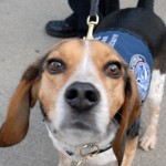 Close-up of Floyd, a beagle greeting visitors at Ag Day