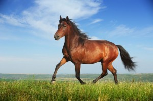 A galloping horse