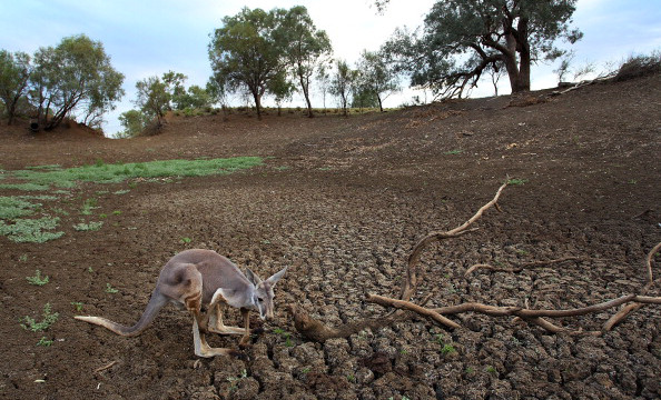 Kangaroo in a very dry river bed