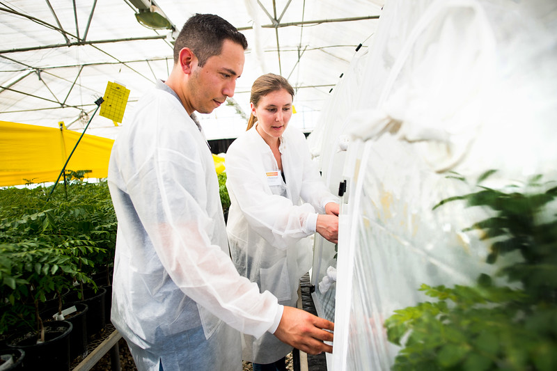 Cal Poly Pomona Partnering With Cdfa And Citrus Industry In Raising An 