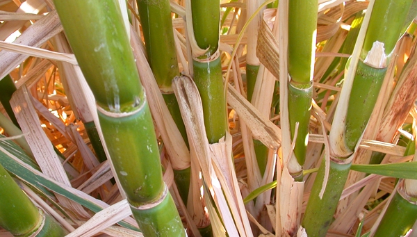 Sugar cane thrived during the recent wet California winter