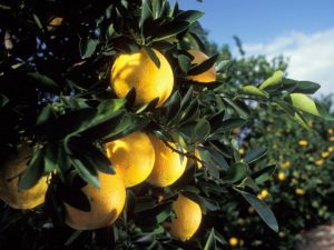 Oranges on the branch