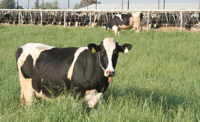 Cows at a dairy