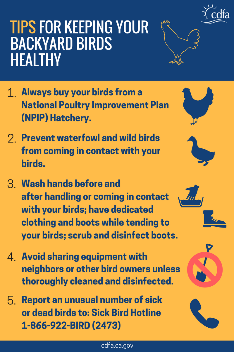 Biosecurity tips for bird owners – CDFA's Planting Seeds BlogCDFA's ...