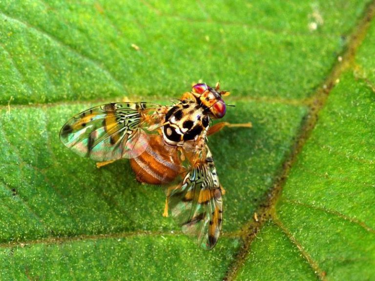 Public awareness emphasized during California Invasive Species Action ...