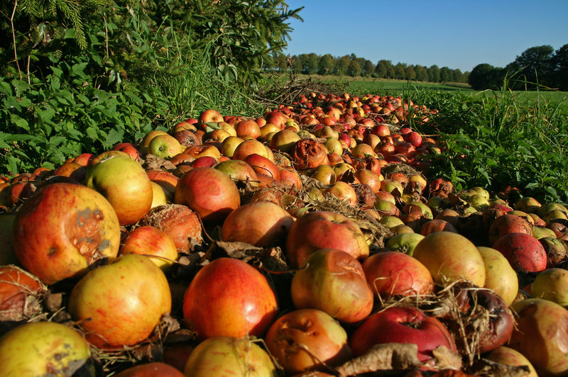 Study finds farm-level food waste worse than previously thought – from ...