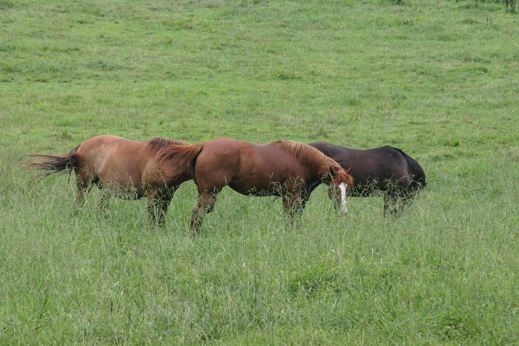 Horses in a meadow. 