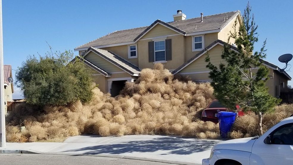 What plant makes a tumbleweed?